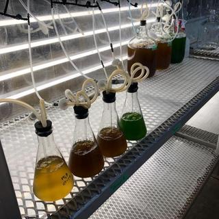 Micro-algae culture under UV lights