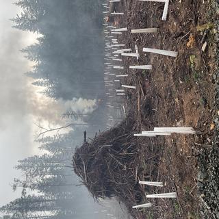 pile of scrap wood with coned tree seedlings in foreground, smoke rising in the background in forest cutblock