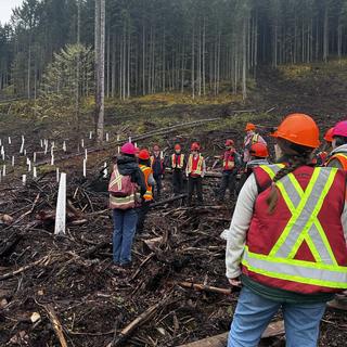students in high vis standing in a harvested block in the woods surrounded by coned seedlings