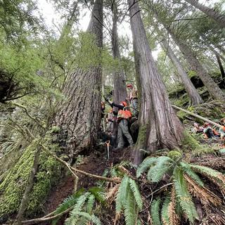 people in high vis at the base of a large tree on a steep slope in the forest