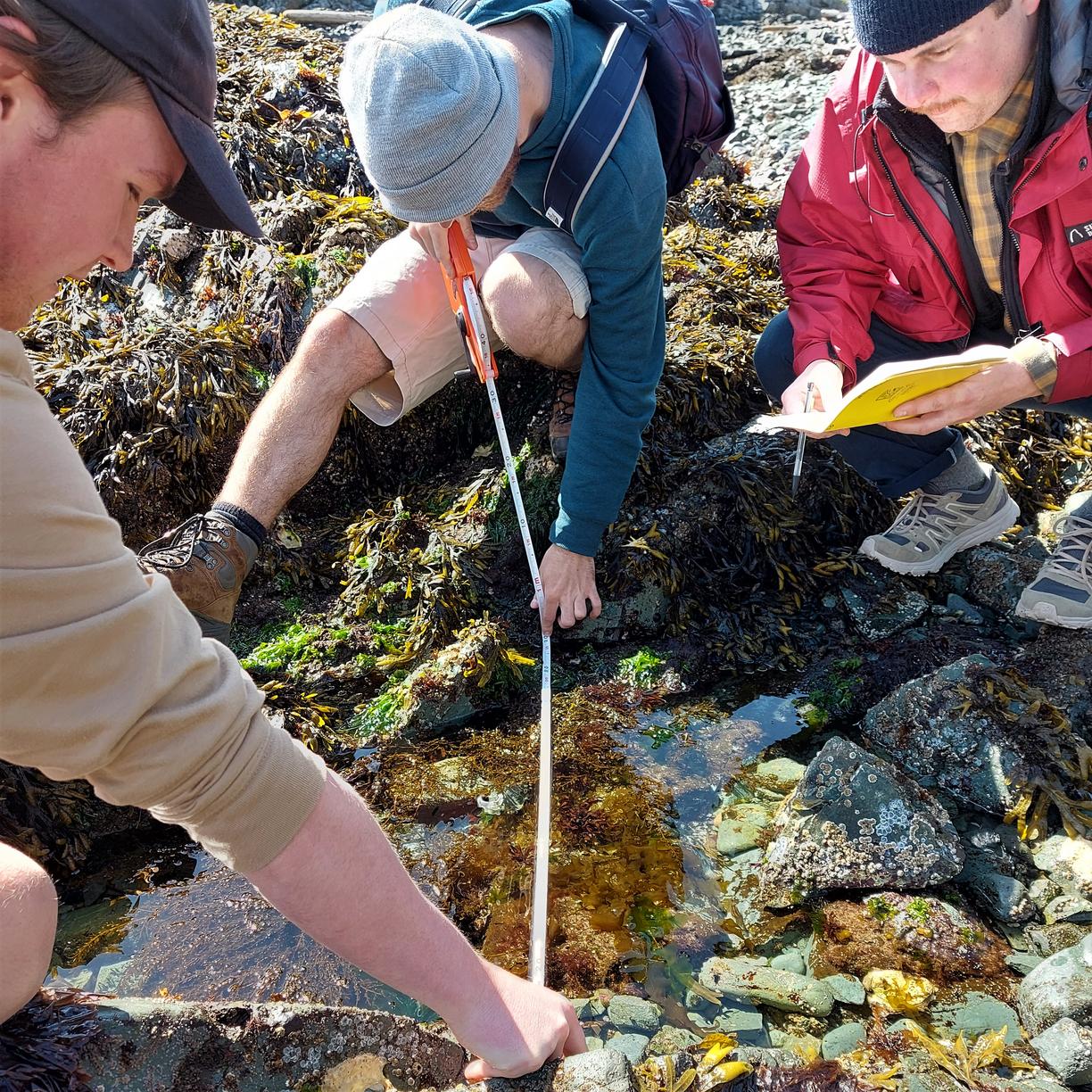 Three students measuring the width of a tide pool on a sunny day