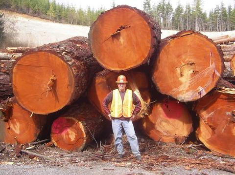 Man in high vis and hard hat standing in front of pile of large logs