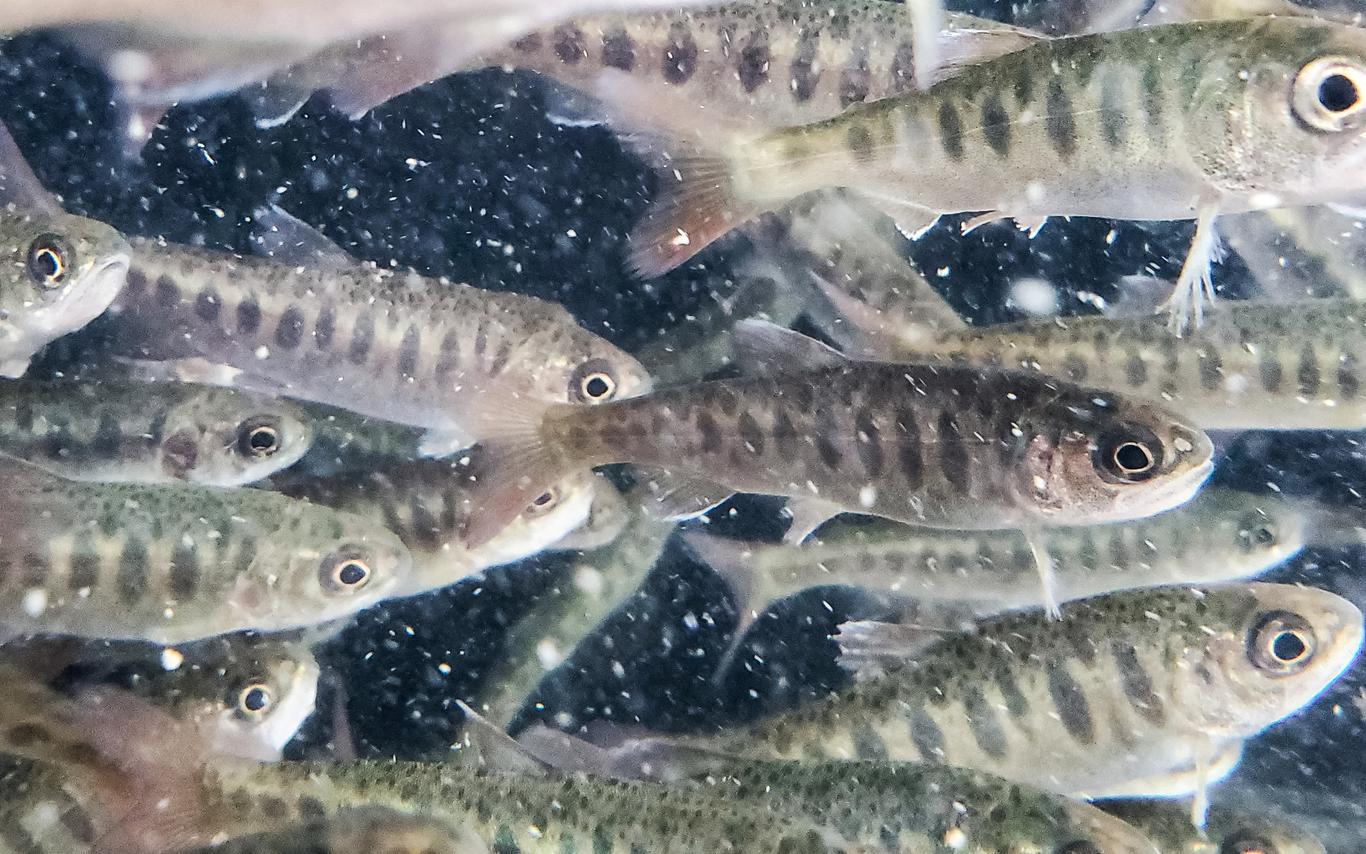 Coho Fry