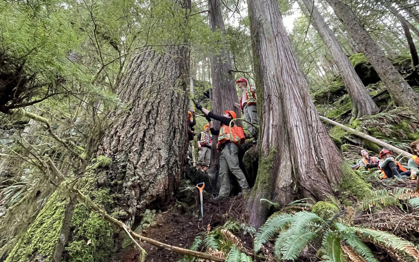 people in high vis at the base of a large tree on a steep slope in the forest
