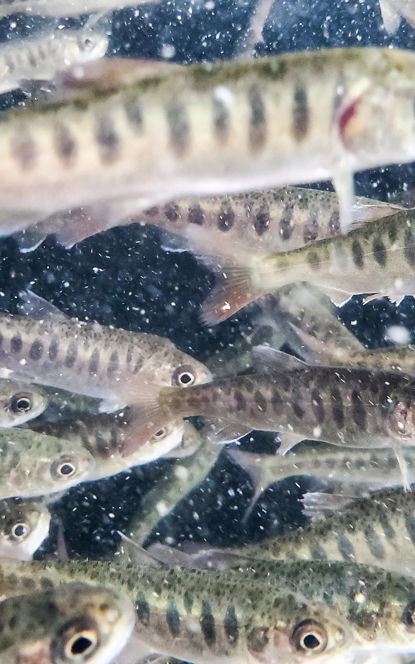 Coho Fry